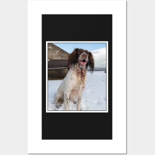 English Springer Spaniel sitting Posters and Art